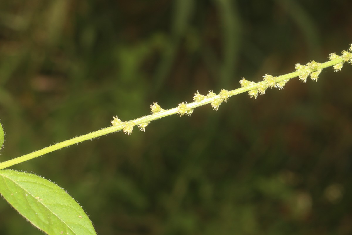 Cyathula prostrata (L.) Blume